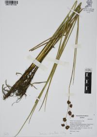 Juncus ebracteatus image